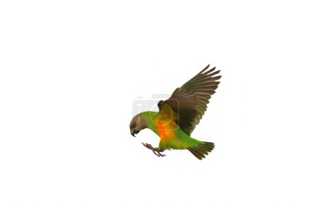 Photo for Beautiful of Senegal parrot flying isolated on a white background. - Royalty Free Image