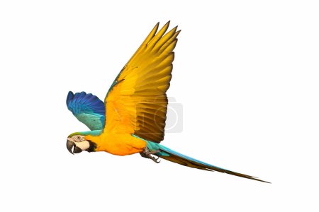 Photo for Colorful flying parrot isolated on white background - Royalty Free Image