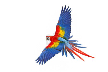Téléchargez les photos : Coloré d'aras écarlate volant isolé sur fond blanc. - en image libre de droit