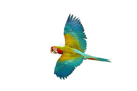 Photo for Colorful flying Buffwing Macaw parrot isolated on white background. - Royalty Free Image