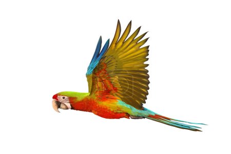Photo for Colorful flying Buffwing Macaw parrot isolated on white background. - Royalty Free Image