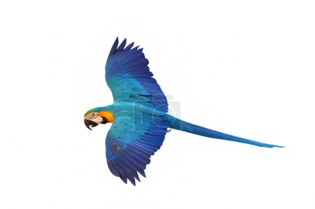 Photo for Colorful flying Blue and Gold Macaw parrot isolated on white background. - Royalty Free Image