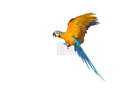 Photo for Colorful flying Blue and Gold Macaw parrot isolated on white background. - Royalty Free Image