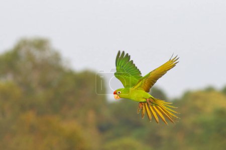 Photo for Beautiful Red-fronted Conure parrot flying in the forest. Free flying bird - Royalty Free Image