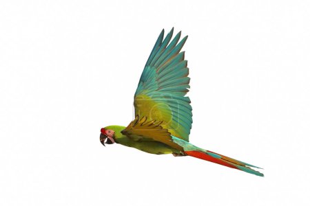Photo for Colorful flying Military Macaw parrot isolated on white background. - Royalty Free Image