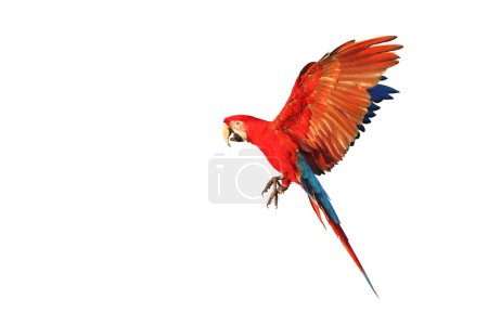 Photo for Colorful flying Green-Wing Macaw  parrot isolated on white background. - Royalty Free Image