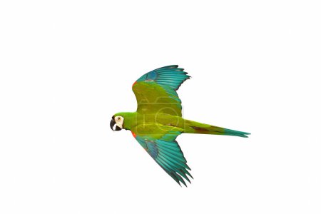 Photo for Colorful flying Chestnut-Fronted Macaw parrot isolated on white background. - Royalty Free Image
