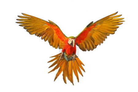 Photo for Colorful flying Macaw parrot isolated on white background. - Royalty Free Image