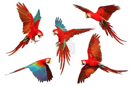 Photo for Set of Green-Wing Macaw parrots flying isolated on white background. - Royalty Free Image