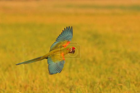 Colorful Red-fronted Macaw parrot flying on the rice field. Free flying bird