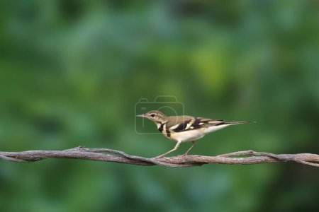 Beautiful of Forest Wagtail perched on a branch with green nature background.