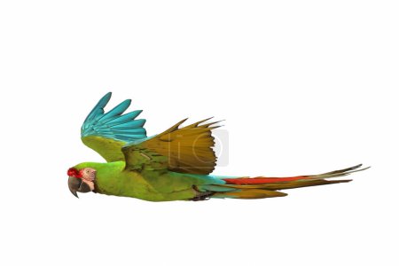 Colorful flying Military Macaw parrot isolated on white background.