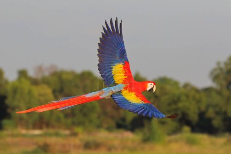 Téléchargez les photos : Perroquet aras écarlate volant dans la forêt. Oiseau volant gratuit - en image libre de droit