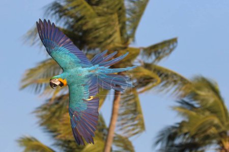 Photo for Colorful Macaw parrot flying in the sky. Free flying bird - Royalty Free Image