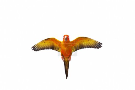Photo for Colorful flying Sun Conure parrot isolated on white background. - Royalty Free Image