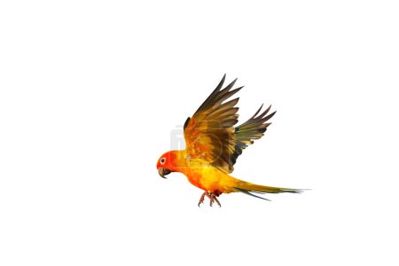 Colorful flying Sun Conure parrot isolated on white background.