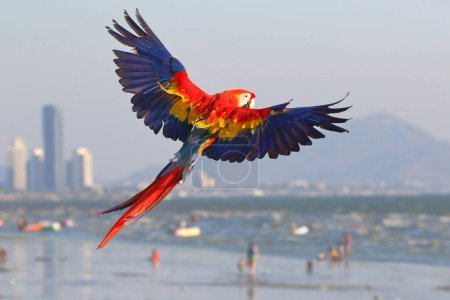 Photo for Colorful Scarlet Macaw parrot flying on the beach. Free flying bird - Royalty Free Image
