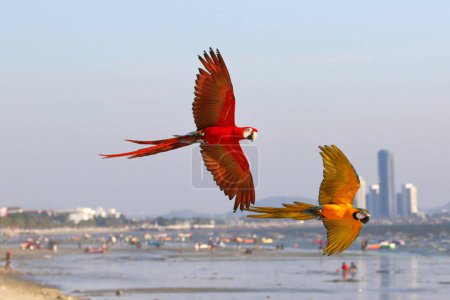 Photo for Colorful Macaw parrots flying on the beach. Free flying bird - Royalty Free Image