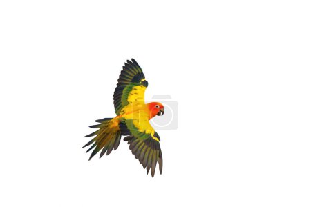 Photo for Colorful flying Sun Conure parrot isolated on white background. - Royalty Free Image