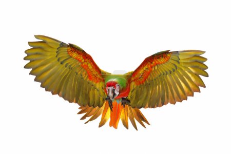 Colorful flying Shamlet macaw parrot isolated on white background.