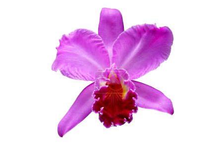 Beautiful Cattleya orchid flower isolated on white background.
