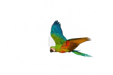 Guacamayo Chestgold volador colorido aislado sobre fondo blanco.