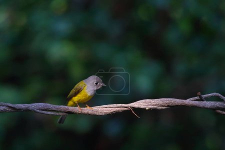 Grey-headed Canary-flycatcher perching on branch with green leaf background.