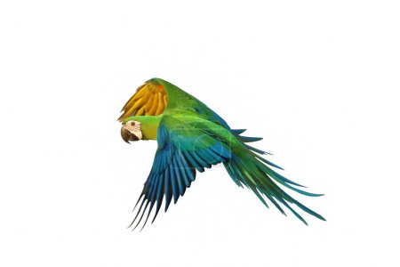 Photo for Colorful flying Chestgold Macaw isolated on white background. - Royalty Free Image
