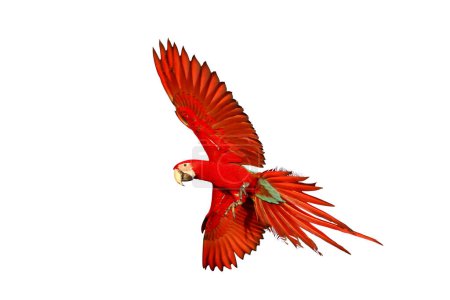 Photo for Colorful flying Green-Wing Macaw parrot isolated on white background. - Royalty Free Image