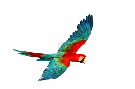 Photo for Colorful flying Green-Wing Macaw parrot isolated on white background. - Royalty Free Image