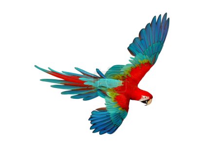 Photo for Colorful flying Green Wing Macaw parrot isolated on white background. - Royalty Free Image