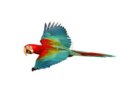 Photo for Colorful flying Green Wing Macaw parrot isolated on white background. - Royalty Free Image