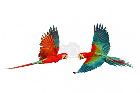 Photo for Colorful flying Green-Wing Macaw parrots isolated on white background. - Royalty Free Image