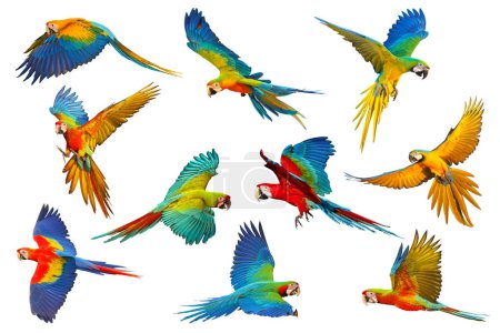 Photo for Colorful flying Macaw parrots isolated on white background. - Royalty Free Image