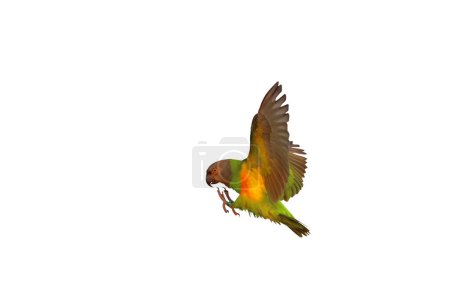 Photo for Beautiful flying Senegal parrot isolated on white background. - Royalty Free Image