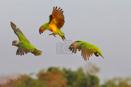 Schöne senegalesische Papageien fliegen durch den Wald. Freifliegender Vogel