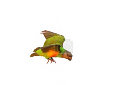 Photo for Colorful flying Senegal parrot isolated on white background. - Royalty Free Image