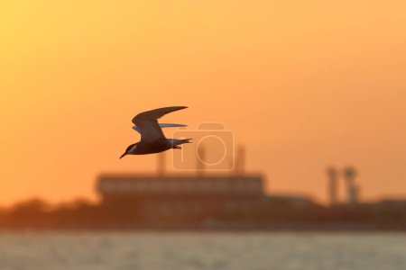 Beautiful River Tern flying in the sky during sunset.