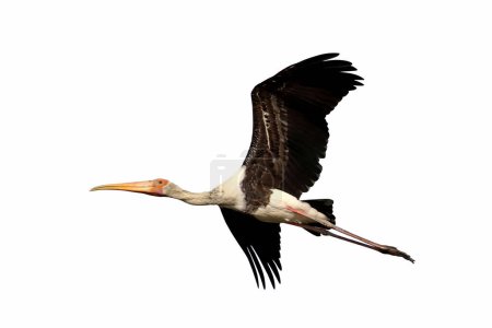 Beautiful Painted Stork flying isolated on white background.