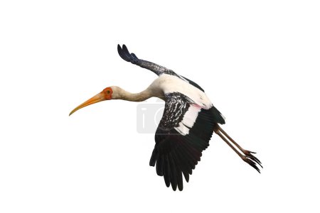 Beautiful Painted Stork flying isolated on white background.