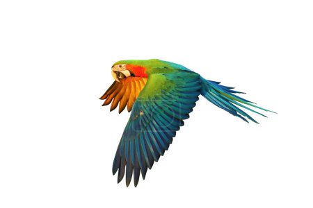 Photo for Colorful flying Harlequin Macaw parrot isolated on white background. - Royalty Free Image