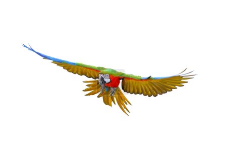 Photo for Colorful flying Harlequin Macaw parrot isolated on white background. - Royalty Free Image