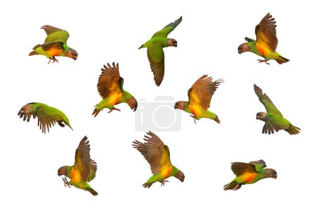 Set of colorful flying Senegal parrots isolated on white background.