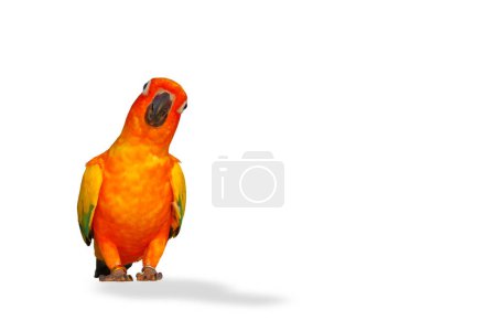 Colorful Sun Conure parrot with shadow isolated on white background.