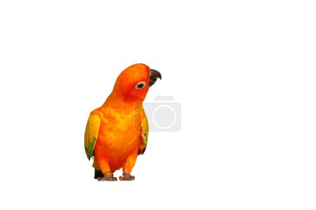 Photo for Colorful Sun Conure parrot isolated on white background. - Royalty Free Image
