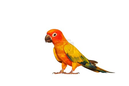 Téléchargez les photos : Soleil coloré Conure perroquet isolé sur fond blanc. - en image libre de droit
