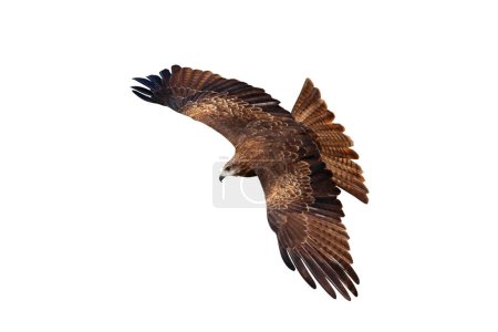 Bird of prey Black kite flying isolated on white background with clipping path.
