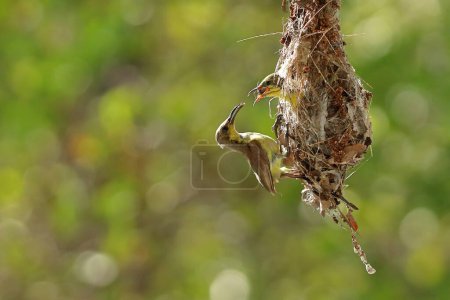 Sonnenvogel mit Olivenrücken füttert das Küken mit grünem Naturhintergrund.