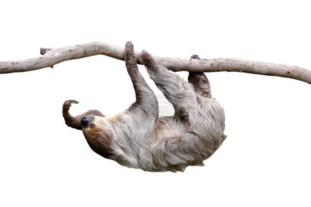 Two-toed sloth hanging on white background with clipping path.