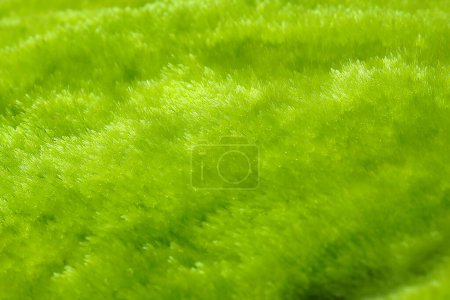 Green moss background in the forest.